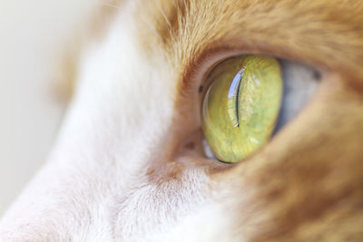 Close-up portrait of dog