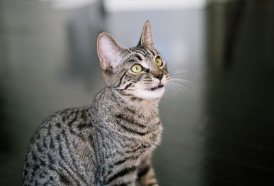 Close-up of cat sitting