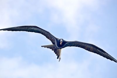 Low angle view of eagle flying