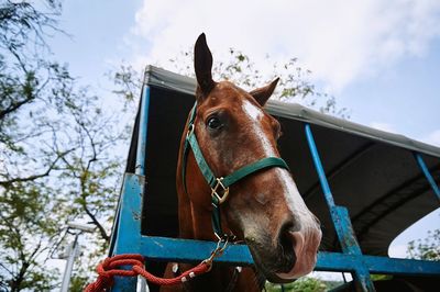 Low angle view of horse in vehicle against sky