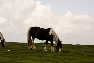 Horses grazing in a field