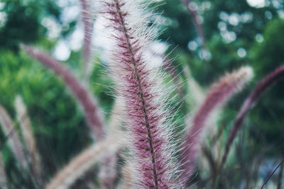 Close-up of plant