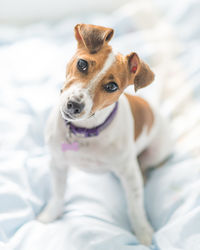 Portrait of dog lying on bed