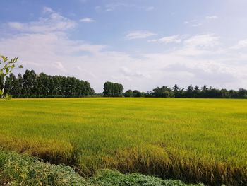 Scenic view of agricultural field against sky