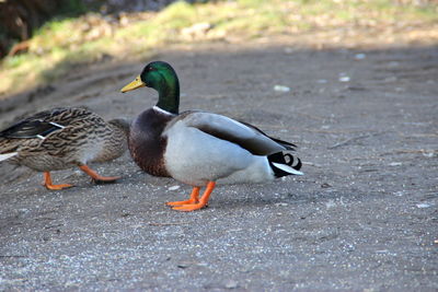Mallard ducks on ground