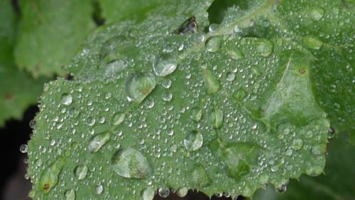 Close-up of water drops on leaves