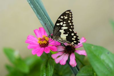 Close-up of butterfly on pink flower