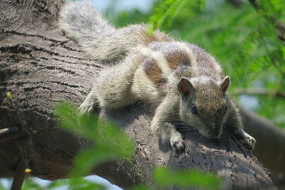 Close-up of squirrel