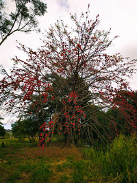 Scenic view of flowering trees on field against sky