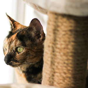 Close-up of cat at home