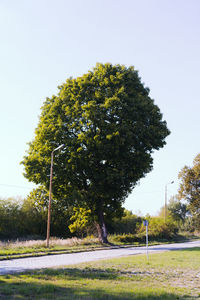 Trees on field against clear sky