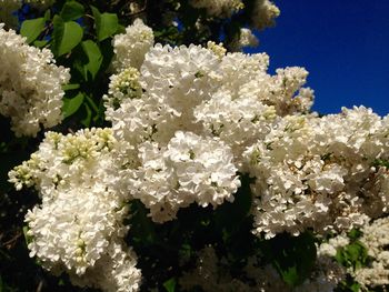 Close-up of white flowers