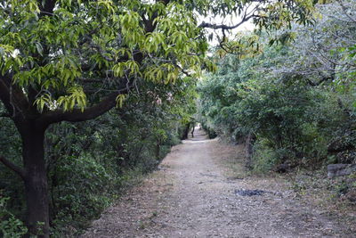 Road amidst trees in forest