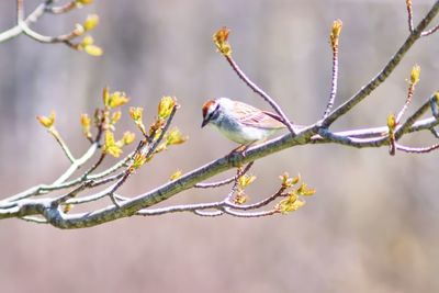 Close-up of bird perching on branch