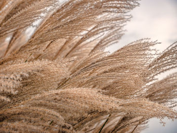 Closeup of giant dry miscanthus grass spikes waving in the wind