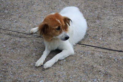 High angle portrait of puppy sitting outdoors