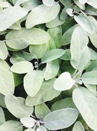 Full frame shot of green leaves on plant