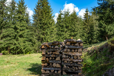 Pile arranged by wooden logs in the forest