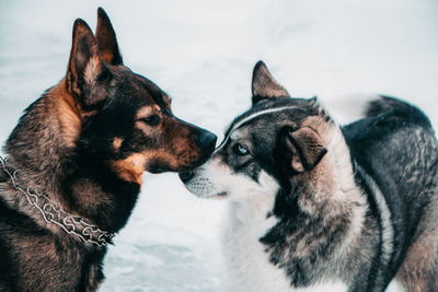 Close-up of a dog looking away