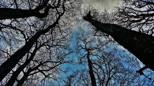 Low angle view of bare trees against sky