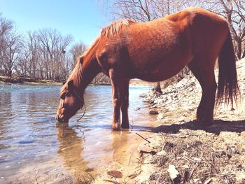 View of horse drinking water