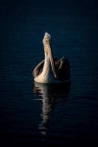 Close-up of pelican