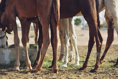 Low section of camels on field