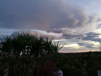 Plants growing on field against storm clouds