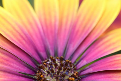 Close-up of pink flower