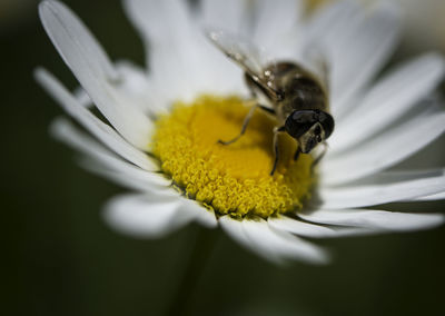 Close-up of insect on flower