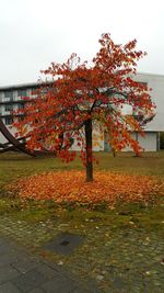 Trees by plants against sky during autumn
