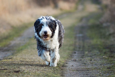 Bearded collie dog walking on pathway