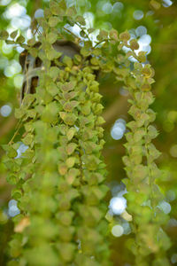 Close-up of plants