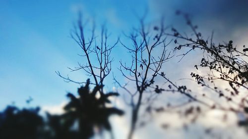 Close-up of tree against sky