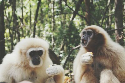 Close-up of monkeys on tree in forest