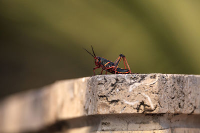 Close-up of insect on wall