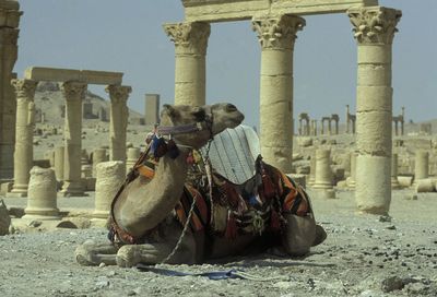 Camel relaxing against old ruins at desert