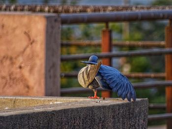 Close-up of bird perching on railing