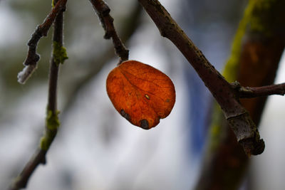 Close-up of fruits growing on tree