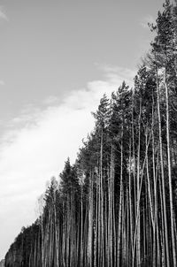 Low angle view of trees against sky