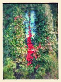 Red flowering plants growing in garden