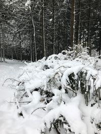 Snow covered trees in forest