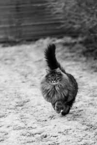 Close-up of cat running 