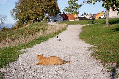 View of a cat on a tree