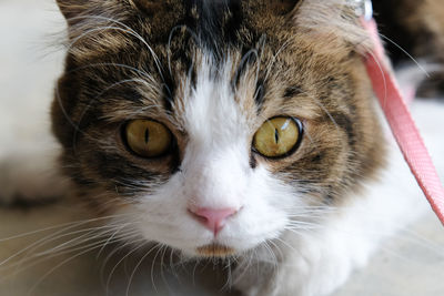 Close-up portrait of cat