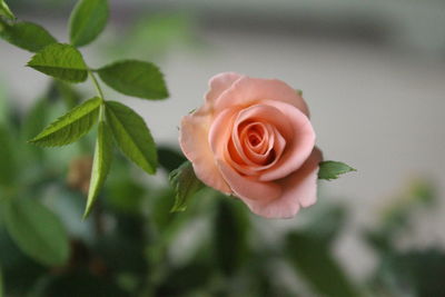 Close-up of rose blooming outdoors