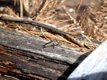 Close-up of insect on wood