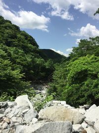 Scenic view of river in forest against sky
