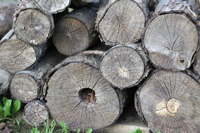 Full frame shot of logs in forest