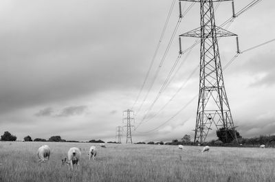 Cotswold sheep grazing by electricity pylons in black and white, england